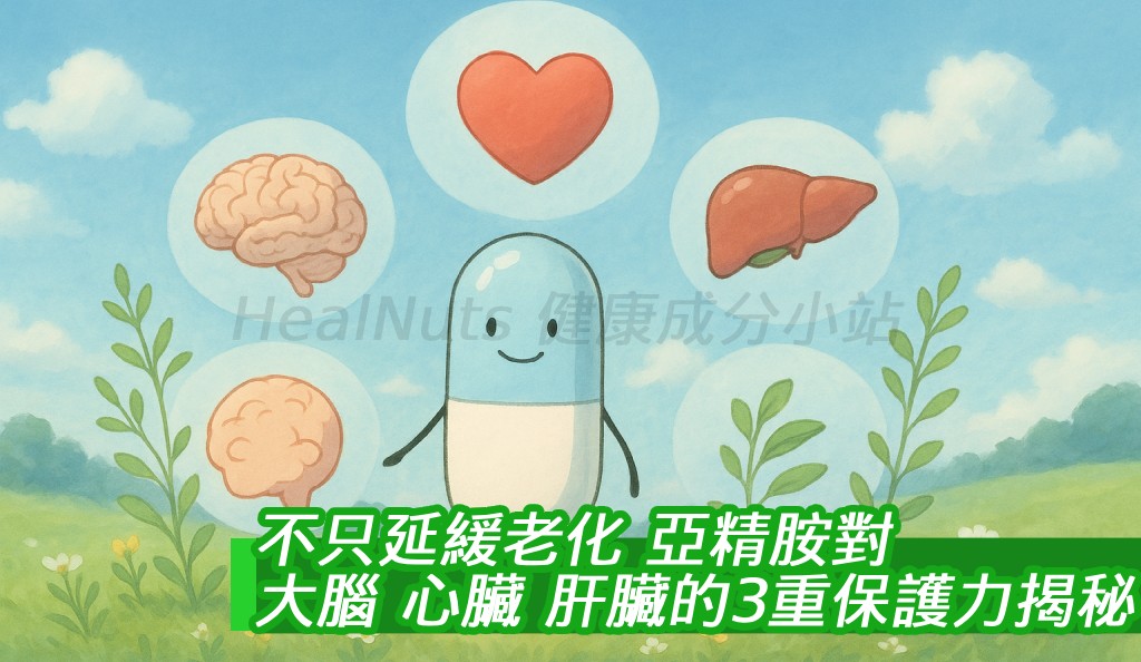 不只延緩老化！亞精胺對大腦、心臟、肝臟的3重保護力揭秘